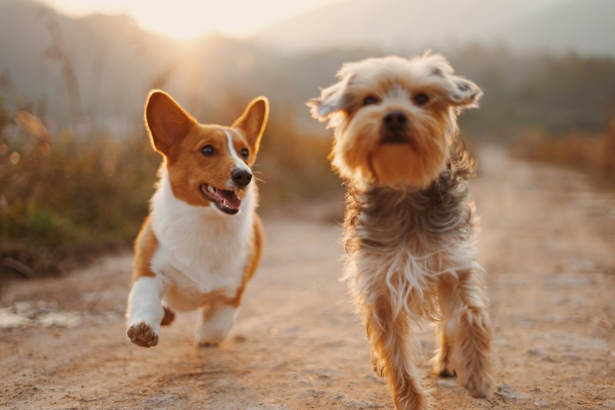 Cães em passeio — imagem ilustrativa