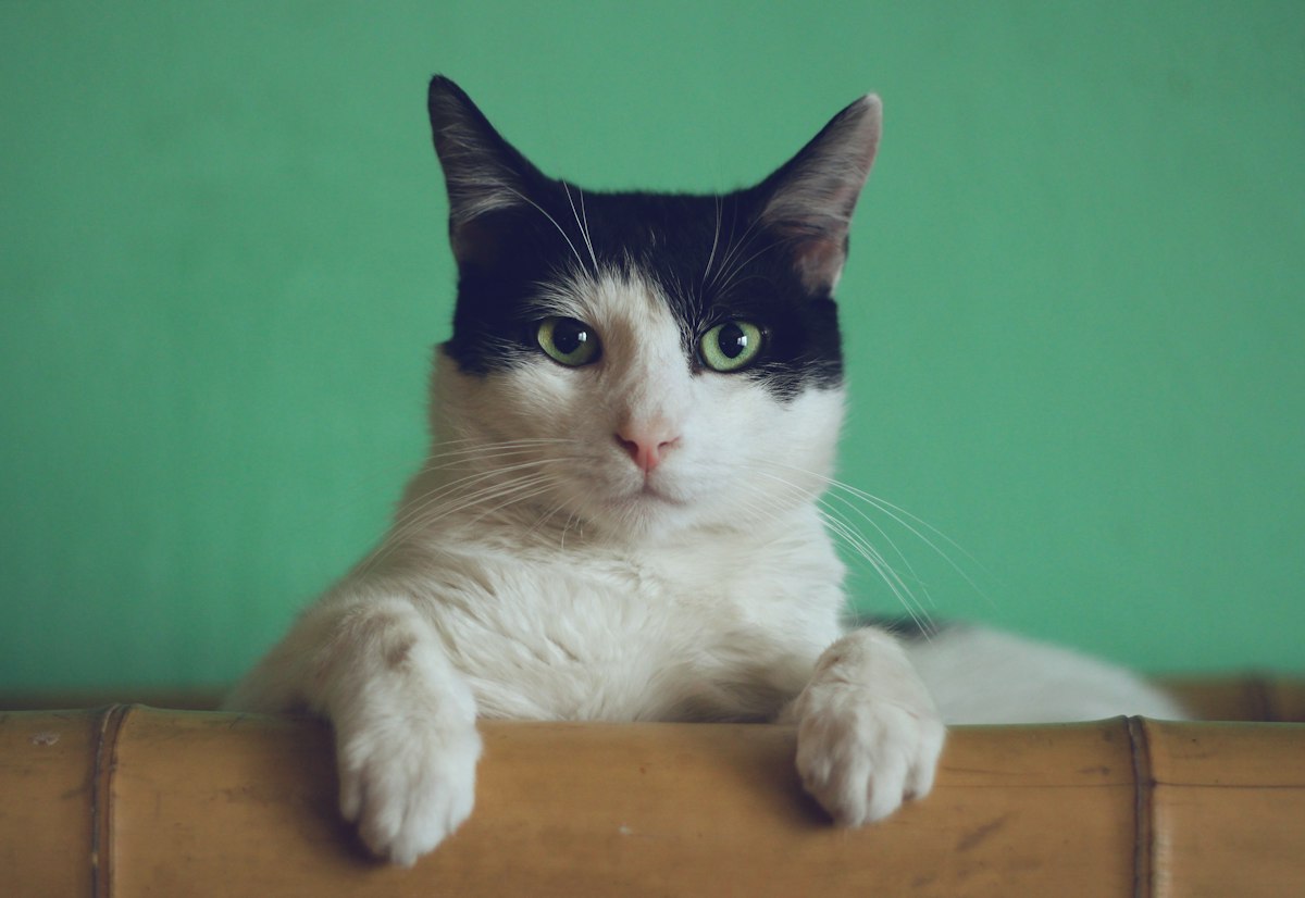 Gato em casa — imagem ilustrativa