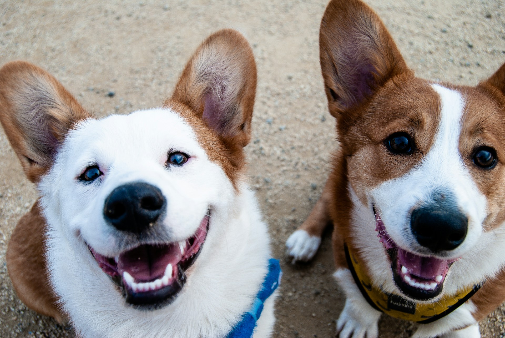 Cães de pequeno porte em ambiente externo — imagem ilustrativa