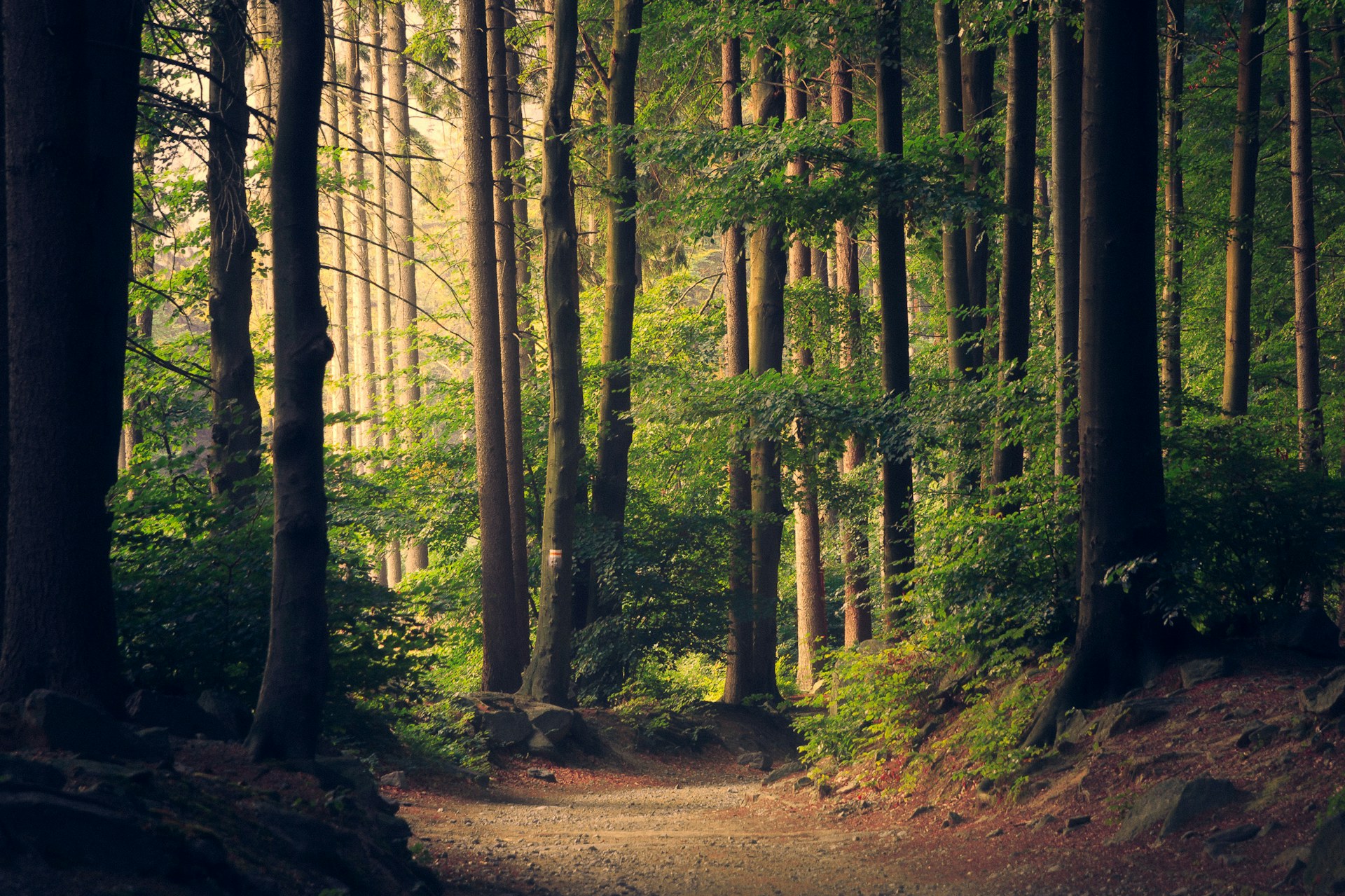 Caminho em floresta como referência de ambientação — imagem ilustrativa